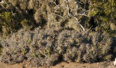 Grusonia invicta, photographed by Bill Levine