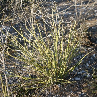 Euphorbia lomelii, photographed by Bill Levine