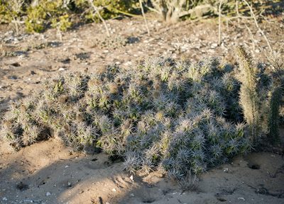 Grusonia invicta, photographed by Bill Levine