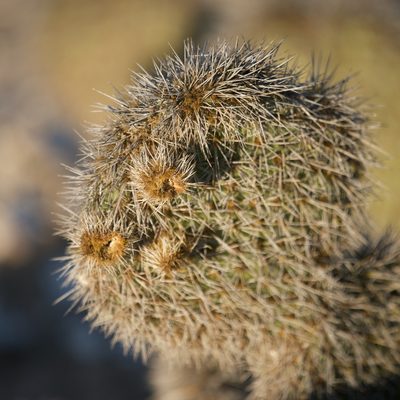 Opuntia pycnantha, photographed by Bill Levine