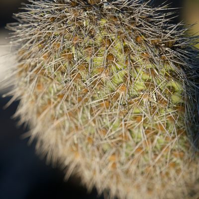 Opuntia pycnantha, photographed by Bill Levine