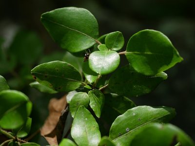 Rhododendron ovatum, photographed by Jacy Chen