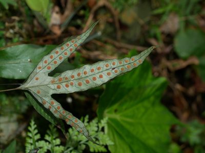Selliguea hastata, photographed by Jacy Chen