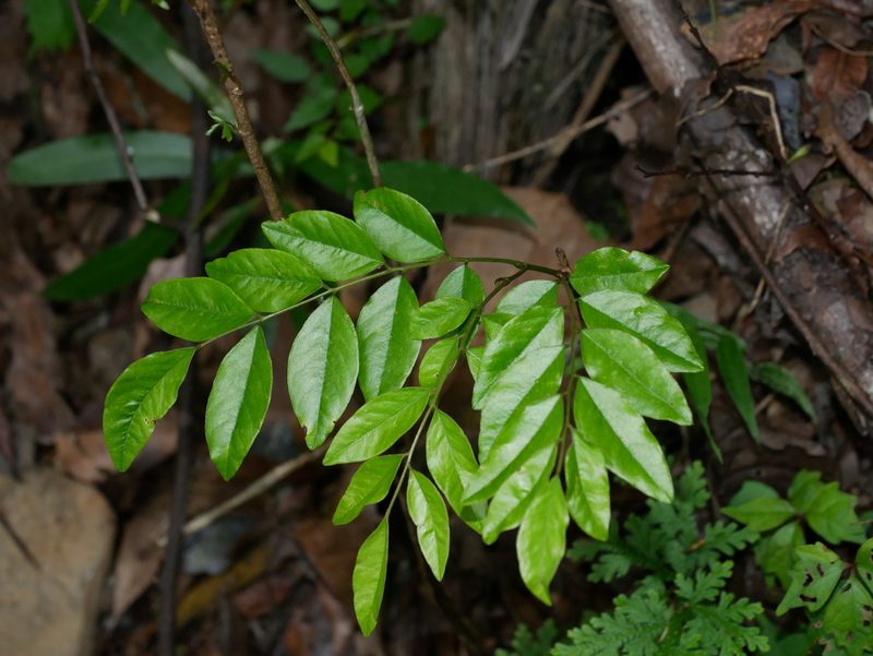 Dalbergia benthamii, photographed by Jacy Chen