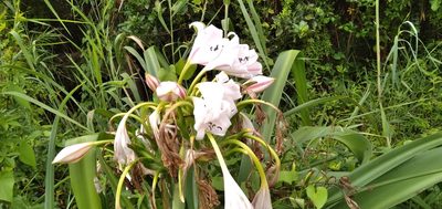 Crinum macowanii, photographed by Rosemary Harrison