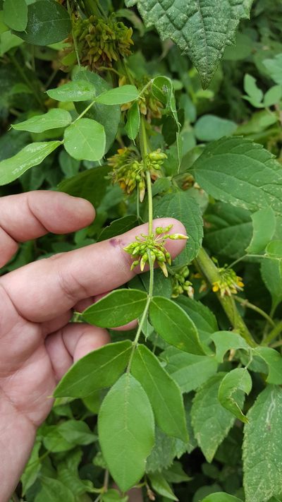 Nissolia fruticosa, photographed by Eugenio Padilla