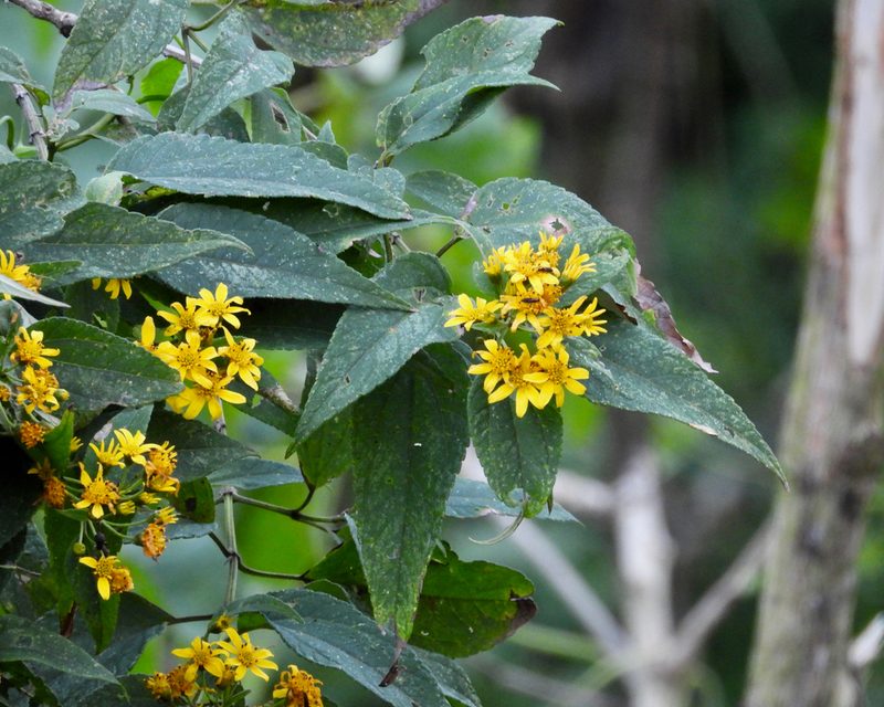Perymenium grande, photographed by Grete Pasch