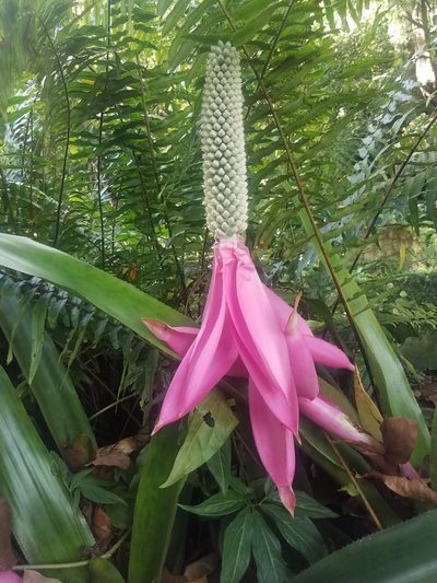 Aechmea mariae-reginae, photographed by geralg