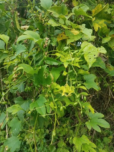 Cayaponia racemosa, photographed by geralg