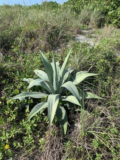 Agave horrida, photographed by Claire Herzog