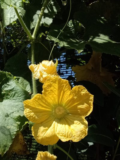 Benincasa hispida, photographed by Swarochi Tathagath