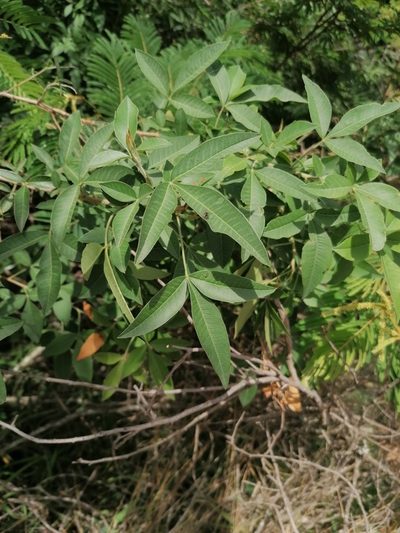 Searsia transvaalensis, photographed by Andrew Hankey