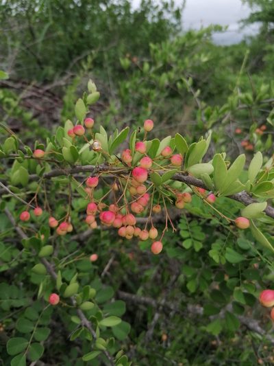 Gymnosporia maranguensis, photographed by Andrew Hankey
