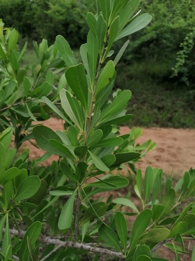 Gymnosporia maranguensis, photographed by Andrew Hankey