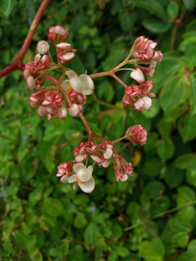 Begonia holtonis, photographed by Daniel Mesa
