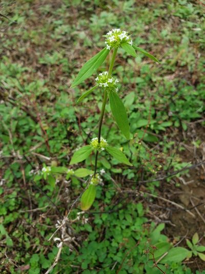 Spermacoce glabra, photographed by Jody Shugart
