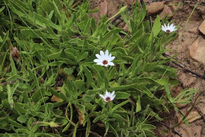 Dimorphotheca acutifolia, photographed by Tony Rebelo