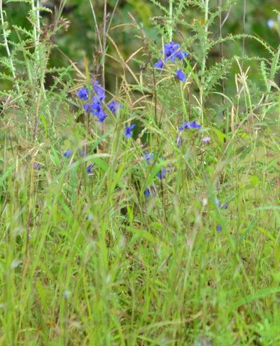 Delphinium malabaricum, photographed by S.MORE