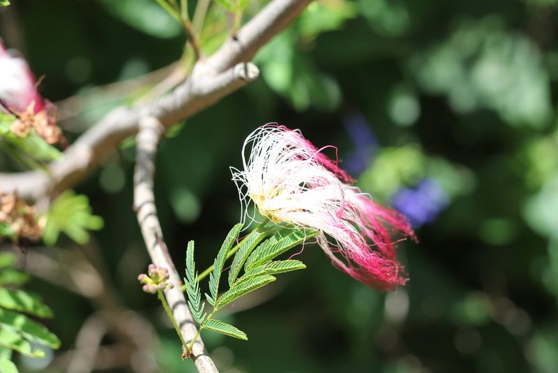 Calliandra parvifolia, photographed by Romi Galeota Lencina