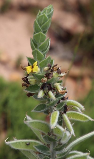 Xiphotheca tecta, photographed by Tony Rebelo