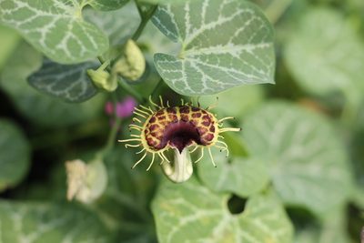 Aristolochia fimbriata, photographed by Romi Galeota Lencina