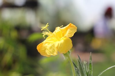 Oenothera affinis, photographed by Romi Galeota Lencina