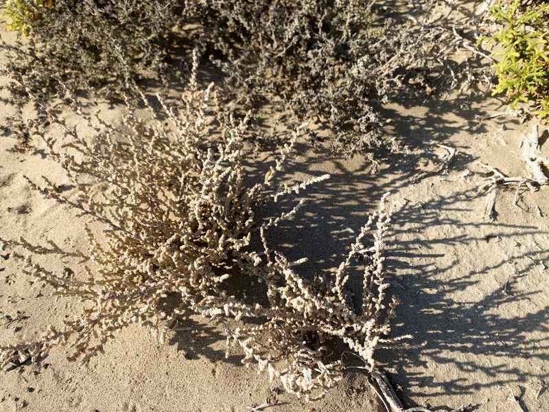 Atriplex julacea, photographed by Bill Levine