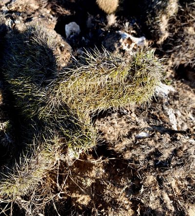 Opuntia pycnantha, photographed by Bill Levine