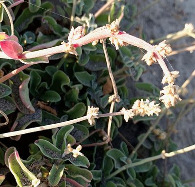 Froelichia xantusii, photographed by Bill Levine
