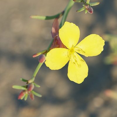 Eulobus crassifolius, photographed by Bill Levine