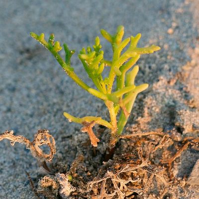 Encelia ventorum, photographed by Bill Levine