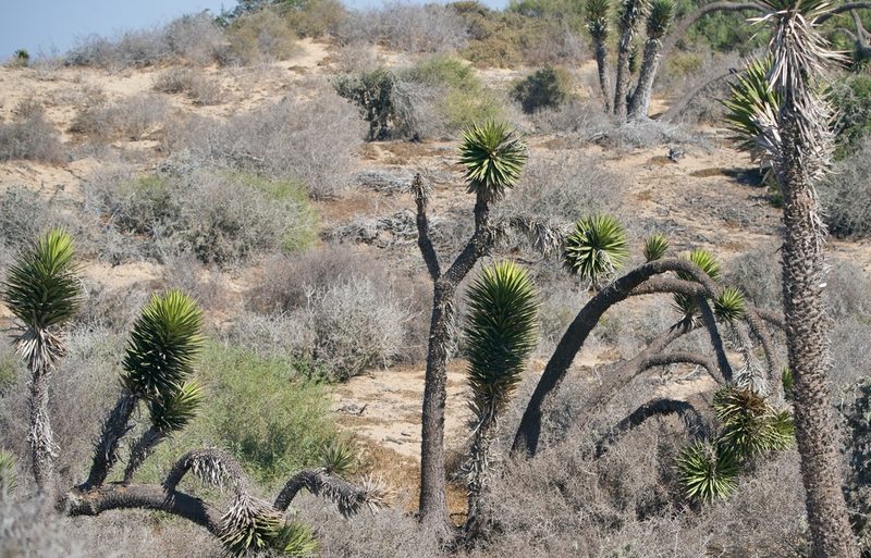 Yucca valida, photographed by Bill Levine