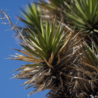 Yucca valida, photographed by Bill Levine