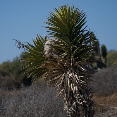 Yucca valida, photographed by Bill Levine