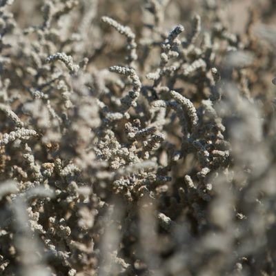 Atriplex julacea, photographed by Bill Levine