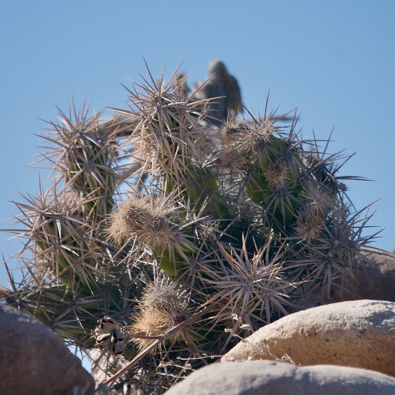 Grusonia invicta, photographed by Bill Levine