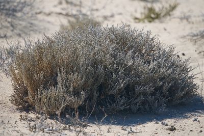 Atriplex julacea, photographed by Bill Levine