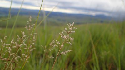 Eragrostis racemosa, photographed by bat (Maria Vorontsova)