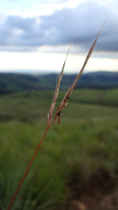 Diheteropogon amplectens, photographed by bat (Maria Vorontsova)