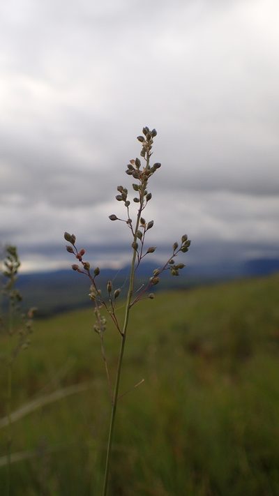 Trichanthecium natalense, photographed by bat (Maria Vorontsova)