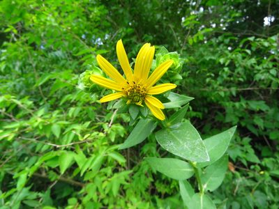 Silphium radula, photographed by Annika Lindqvist