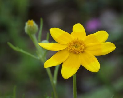Pseudobahia heermannii, photographed by Megan Ralph