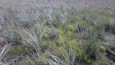 Festuca costata, photographed by bat (Maria Vorontsova)
