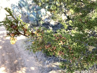 Juniperus pinchotii, photographed by Reid Hardin
