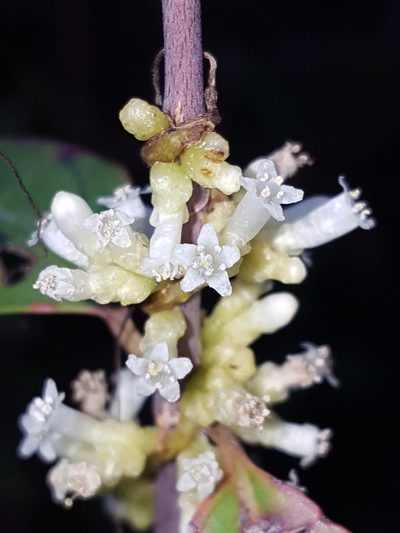 Cuscuta compacta, photographed by Alex Abair