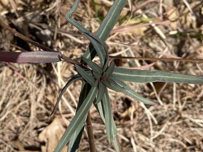 Oenothera glaucifolia, photographed by Reid Hardin