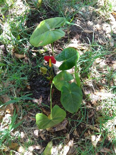 Anthurium andraeanum, photographed by Eva Li