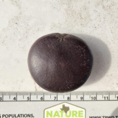 Entada gigas, photographed by Clifton Ladd, C.W.B.