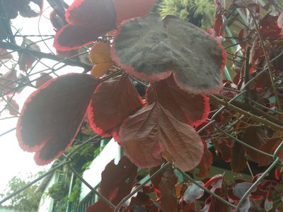 Acalypha wilkesiana, photographed by Eva Li