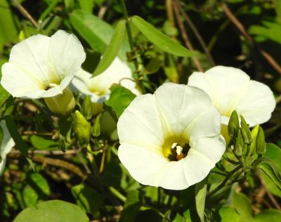Ipomoea corymbosa, photographed by Francisco Farriols Sarabia